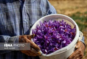 گلبرگ‌ زعفران هنوز دورریز می شود