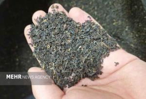 کشف ۶ تن چای خشک قاچاق در پاکدشت