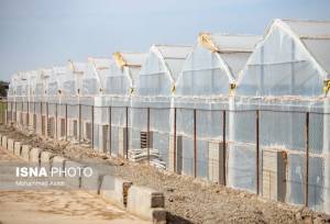  گلخانه فقط پلاستیک کشیدن روی خاک نیست/گاز در ۹۰ درصد گلخانه‌ها هدر می‌رود