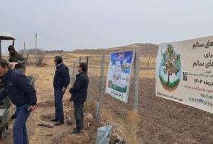 راه‌اندازی مزرعه الگویی گیاهان دارویی در کندوان آذربایجان شرقی