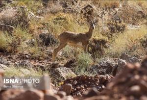 آبشخورهای حیات‌وحش رودان ضدعفونی شدند