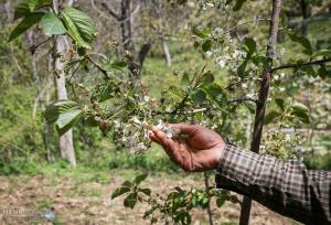 هشدار نارنجی هواشناسی کشاورزی در خوزستان؛ احتمال سرمازدگی محصولات