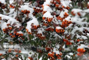 بارش برف در خانه زنیان شیراز