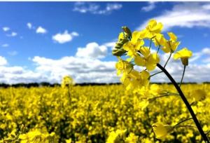 زینی وند:کشت دانه‌های روغنی در دره‌شهر ۱۰۰ درصد افزایش یافت