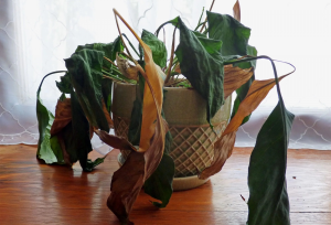 ۶ علامتی که می‌گوید وقت خداحافظی با گیاه‌تان رسیده!