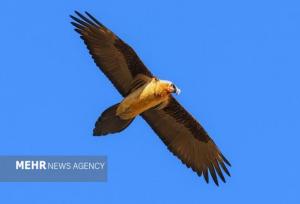 هُما بر فراز زیستگاه‌های طبیعی فریدن مشاهده شد+ تصاویر
