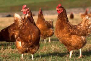 ۷۰ درصد طیور بومی کردستان در برابر نیوکاسل ایمن شدند