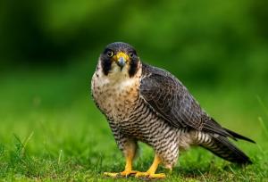 سلامی ریک: شکارچی شاهین ۲۰۰ میلیون تومان در آستارا محکوم شد