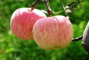 تولید بیش از ۵۶ هزار تن سیب درختی در خراسان شمالی