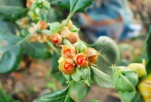 کشت جنسینگ هندی و گیاهان دارویی نو در اسدآباد