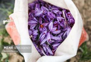پایان خام‌فروشی زعفران؛خراسان رضوی در مسیر تثبیت جایگاه جهانی طلای سرخ