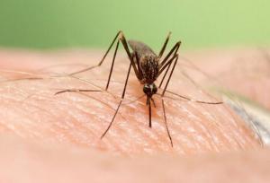 ابداع روش چاپ سه بعدی ظریف با استفاده از بدن پشه‌ها!