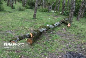 دستگیری متخلف قطع غیرمجاز درختان سرخ‌آباد