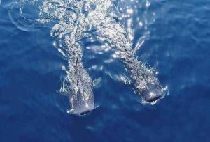 کوسه نهنگی در تور صیادان جاسکی