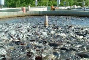 رشته شیلات در هنرستان کشاورزی شوشتر راه‌اندازی شد