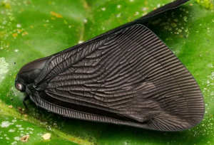 بتمن در دنیای حشرات، دیده شد