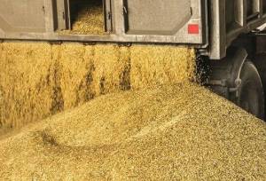 ضرورت حل مشکلات بخش دام در پی حذف ارز ترجیحی