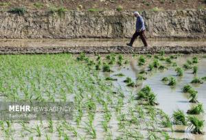 پیش‌بینی ۷۱.۶ میلیارد تومان اعتبار برای اجرای طرح جهش تولید برنج