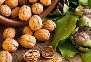گردوی تویسرکان شایسته جهانی شدن است