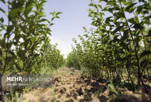 راهکارهای توسعه همکاری‌ آموزشی وکشاورزی خوزستان و میسان عراق بررسی‌ شد