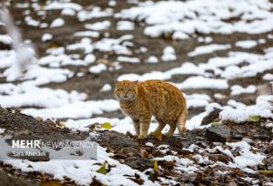 محمودی:تفرجگاه‌های خراسان رضوی با توجه به بارش برف تا دوشنبه تعطیل است