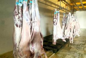 رئیس دامپزشکی کنگان: تأمین گوشت از کشتارگاه‌های مجاز انجام می‌شود