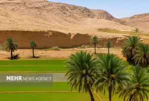 ضرورت تجمیع کشاورزان در قالب تعاونی‌ها