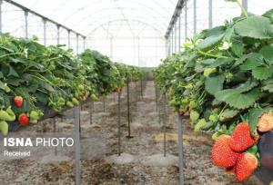 گلخانه‌های هوشمند؛ پیشران پایداری و صادرات محصولات کشاورزی زنجان