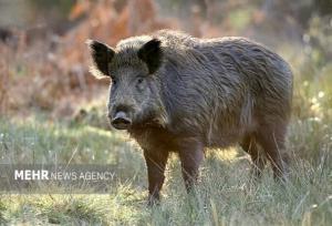 فرمانده انتظامی فاروج: گراز وحشی سه نفر را در قوشخانه مصدوم کرد
