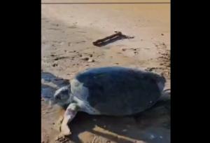 نجات لاکپشت غول پیکر در ساحل بوشهر