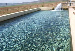 مدیرکل شیلات: ۲۰ هزار تن به ظرفیت تولید ماهی در لرستان اضافه می‌شود