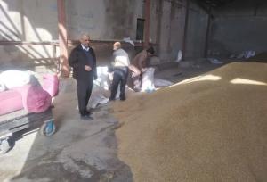 توزیع ۲۵ تن جو دولتی در فرومد میامی؛ دامداران حمایت می‌شوند