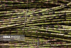 جشنواره استانی نیشکر در صومعه‌سرا برگزار می‌شود