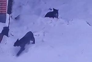 مشاهده دو قلاده گربه وحشی لینکس در منطقه آزاد مهدیشهر – چاشم