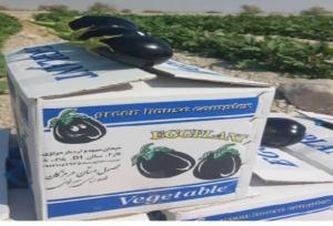 پیش‌بینی بهبود قیمت محصول بادمجان در هرمزگان