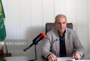 ۴۰ درصد گندم مزارع ری برداشت شد؛افزایش کیفیت محصولات سال جاری