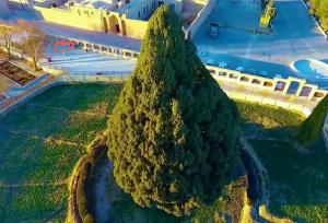 محصورتر شدن سرو ابرکوه با ساخت اتاق نگهبانی در عرصه+فیلم