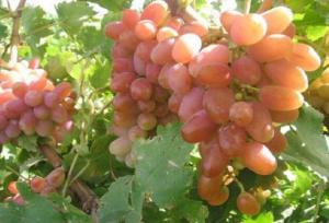 معاون سازمان جهاد کشاورزی استان: انگور کلاهداری خراسان شمالی با نام انگور شاهرود به فروش می‌رسد