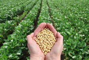 آغاز خرید تضمینی سویا در گلستان/ مطالبات کشاورزان ۱۰ روزه پرداخت می شود