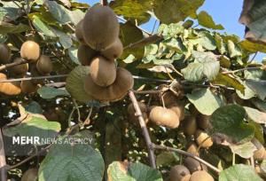 تیموری: ۷۵۰ محموله نارنگی و کیوی از مازندران روانه بازارهای جهانی شد