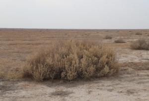 ۱۳۰ هزار هکتار از اراضی منابع طبیعی قزوین به محیط‌زیست سپرده شد