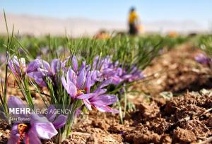 ایران و فائو در تقویت ارزش زنجیره زعفران وارد همکاری شدند