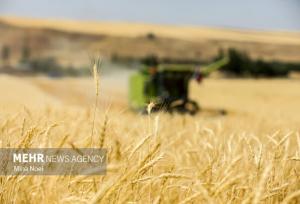 خشکسالی و تهدید کشت گندم