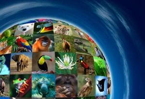 تنوع زیستی و برنامه‌های جهانی پیش‌رو