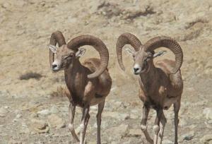 ثبت اثر قوچ و میش؛ گامی برای حفاظت هدفمند از تنوع زیستی چاشلوبار