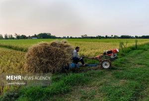 عزیزان: استان ایلام ۵۲ هزار بهره بردار کشاورزی دارد