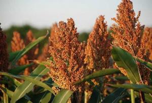 آغاز برداشت محصول سورگوم در دهلران