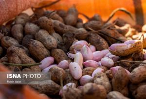 فرماندار: جای مرکز تحقیقات بادام زمینی در آستانه اشرفیه خالی است