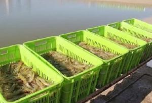 سرمایه گذاری بخش خصوصی برای پرورش میگو در سیستان و بلوچستان