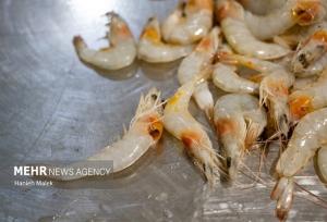 افزایش ۱۰۰ درصدی تولید میگو در کنارک؛ پرورش ۱۲۶ میلیون قطعه لارو میگو